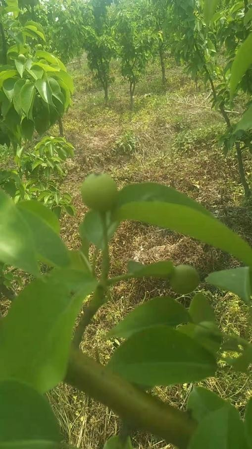 17000棵果树被毁？被盗？被卖？